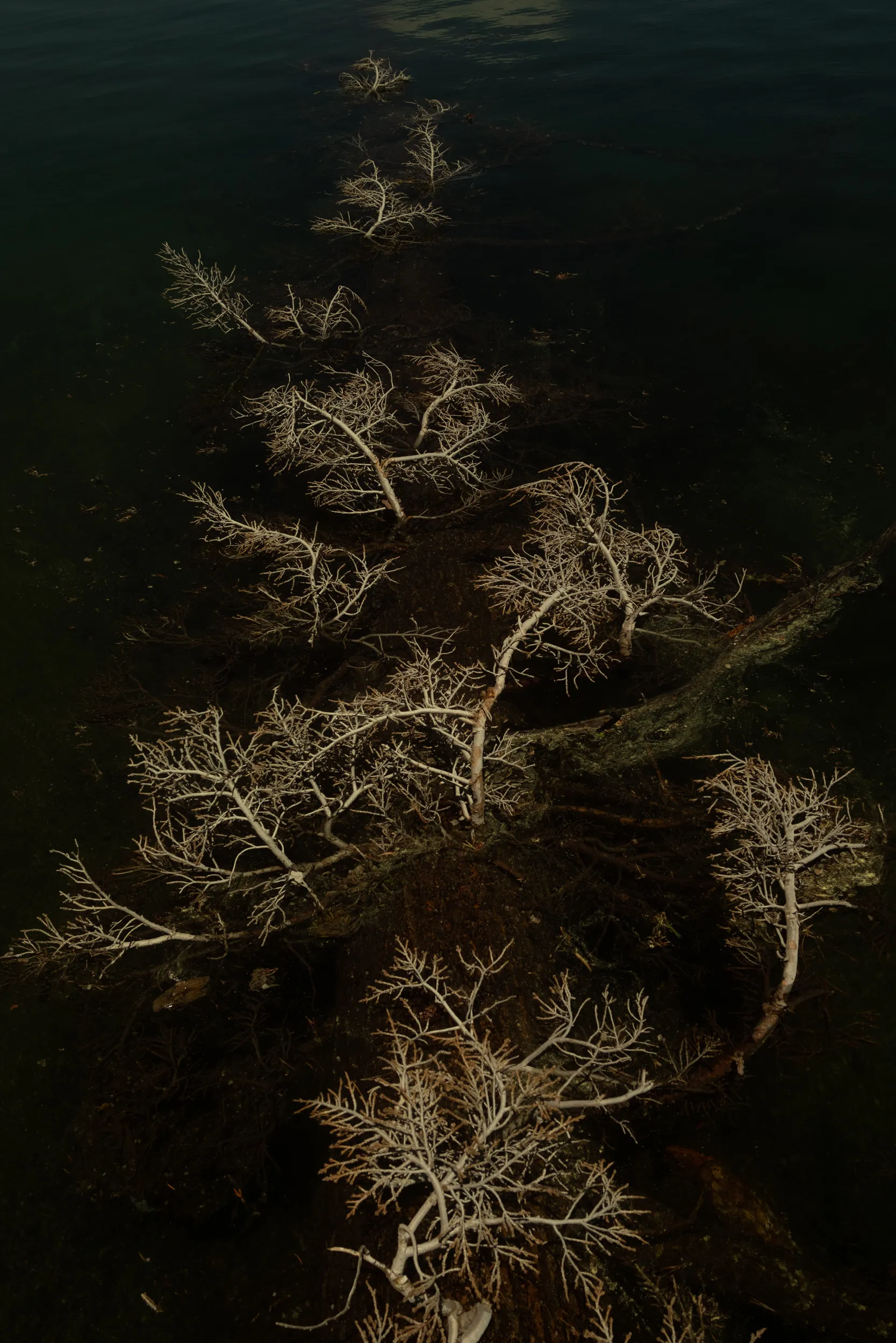 Cairu, plate 8 — fine art photograph by Mario Lalau